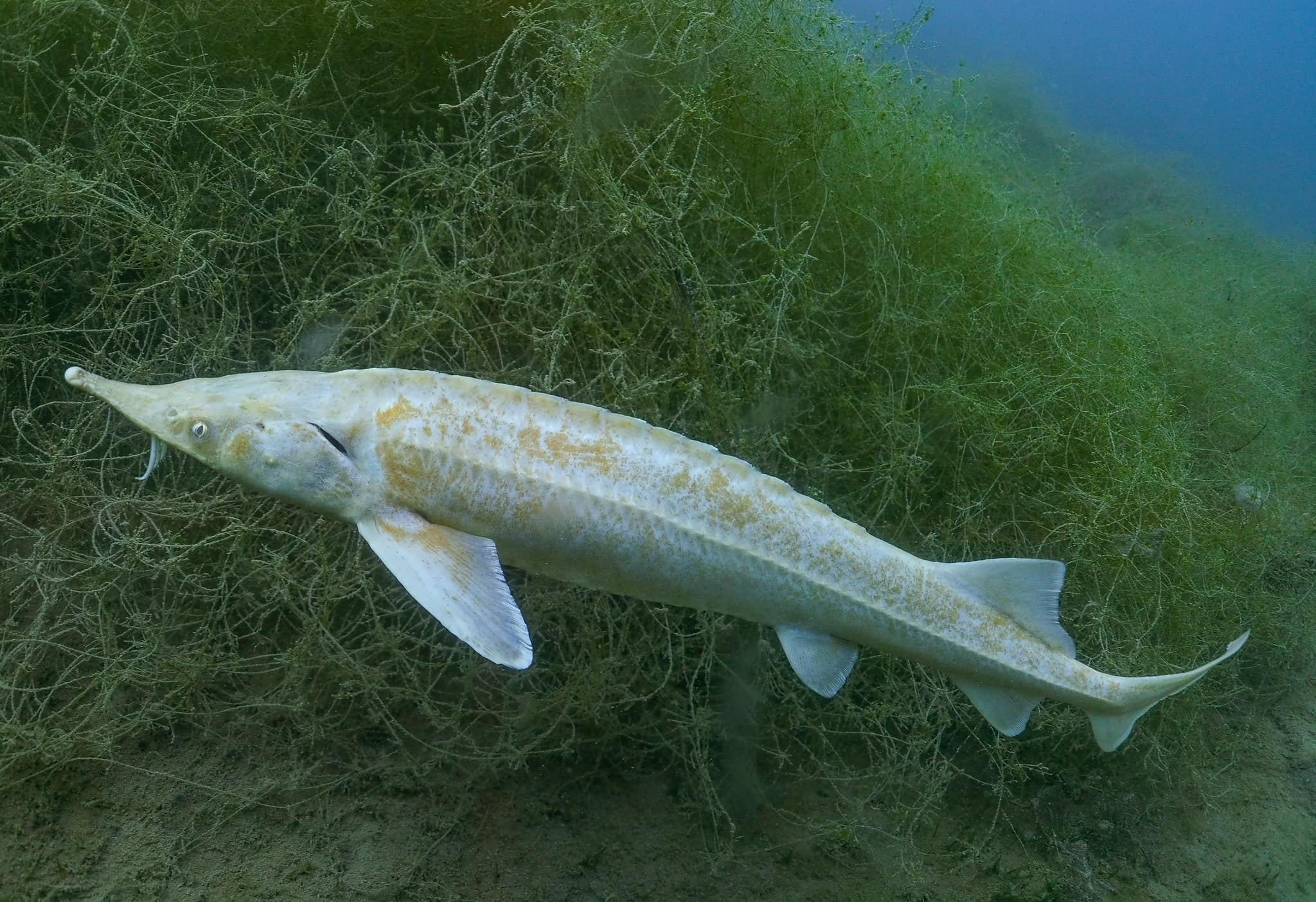 Capernwray Trout (Credit: Graeme Parker)