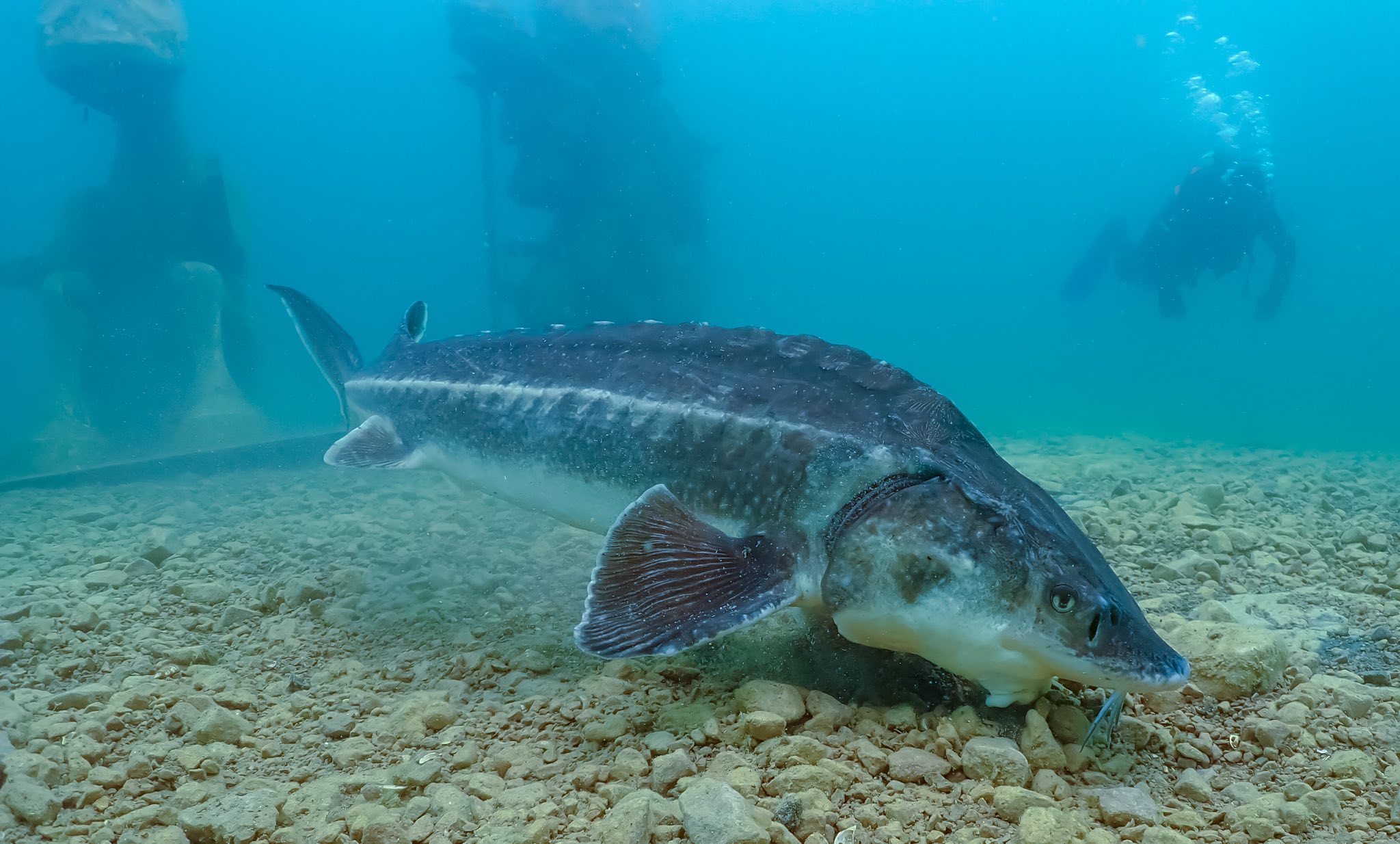Underwater view of Capernwray with sturgeon and submerged aircraft (Credit: Graeme Parker)