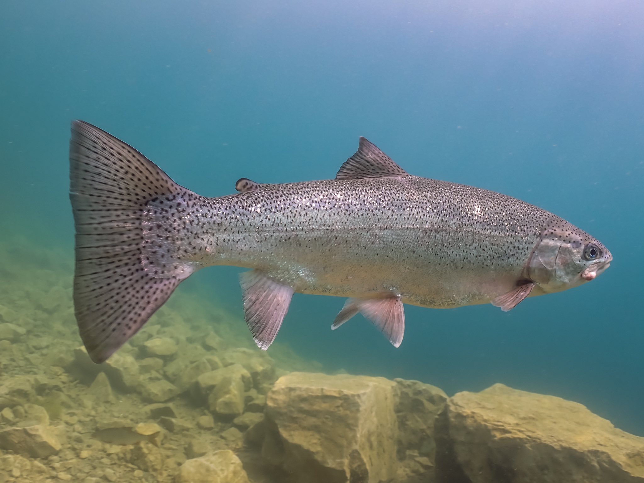 Capernwray Trout (Credit: Graeme Parker)